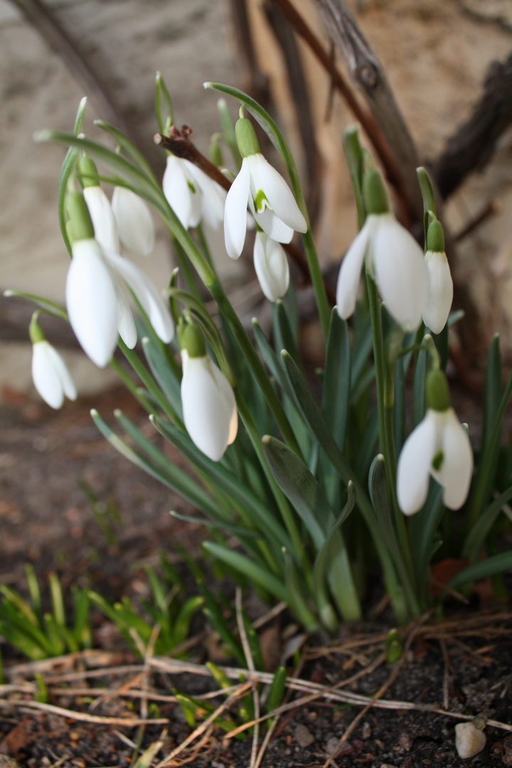 Frühling 2010