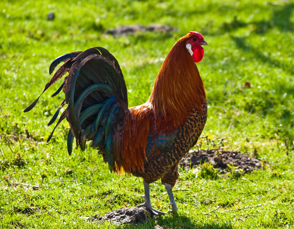 Frühling 2010