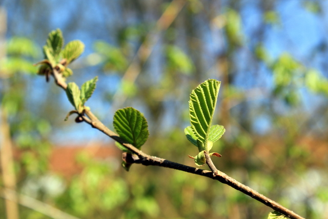 Frühling 2010