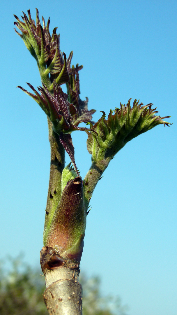 Frühling 2011