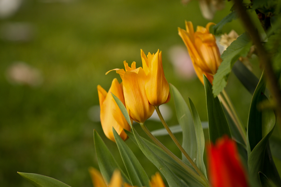 Frühling 2011 / 2