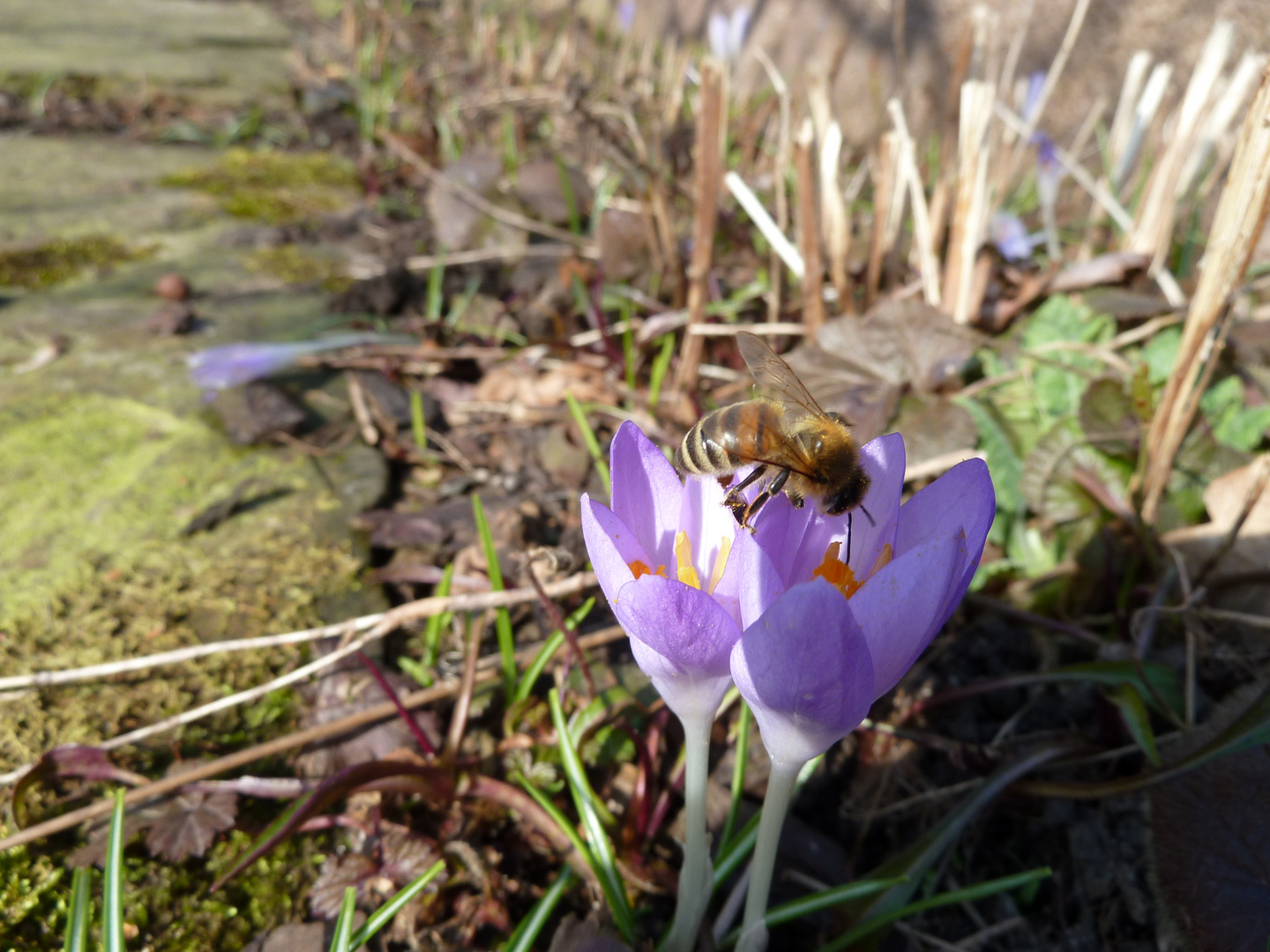 Frühling 2011