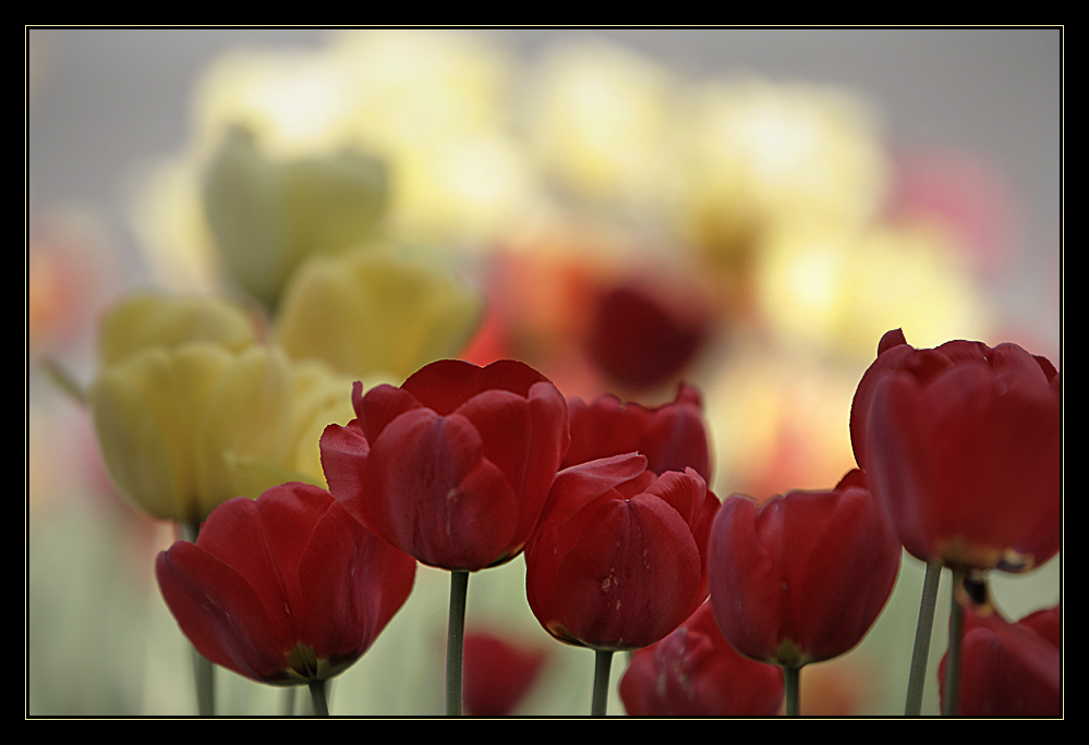 Frühling 2011