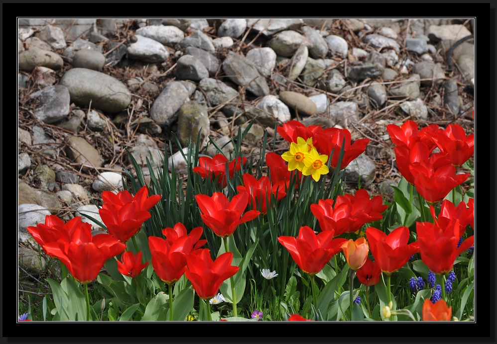 Frühling 2011 auf Reichenau #4