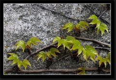 Frühling 2011 auf Reichenau #7