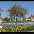 Frühling 2011 auf Reichenau