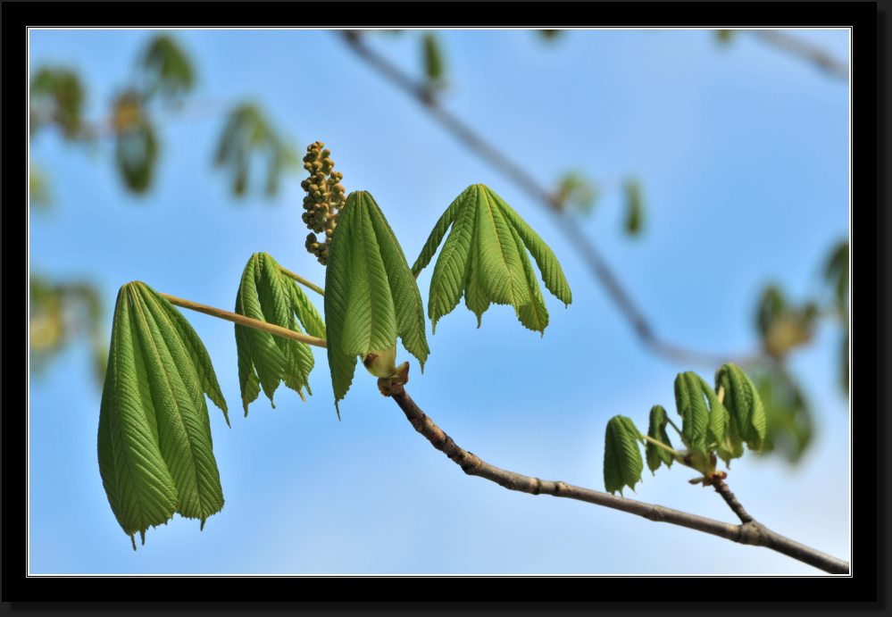 Frühling 2011 auf Reichenau #8