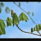 Frühling 2011 auf Reichenau #8