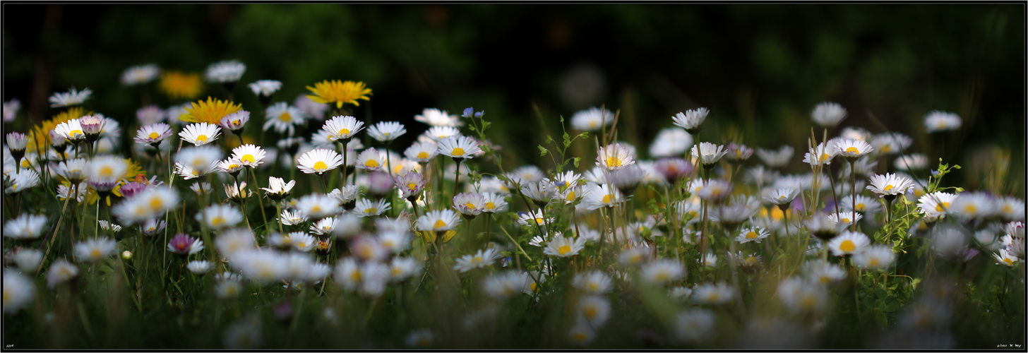 Frühling 2011...