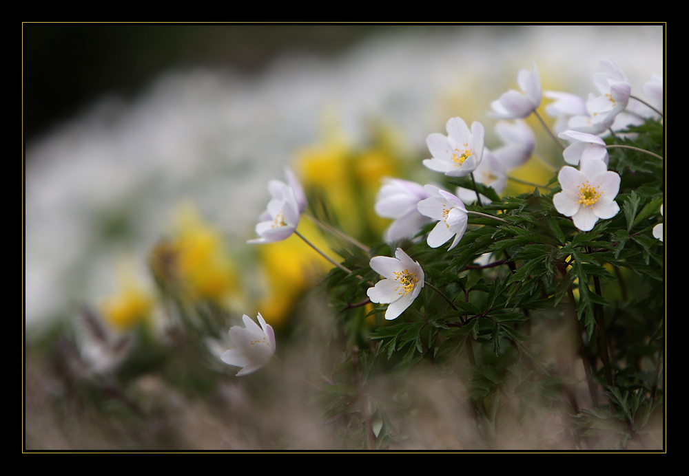 Frühling 2011