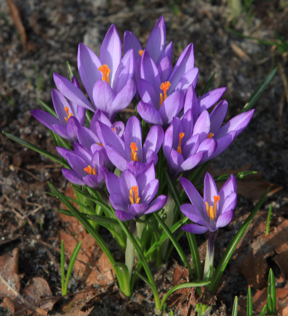 Frühling 2011