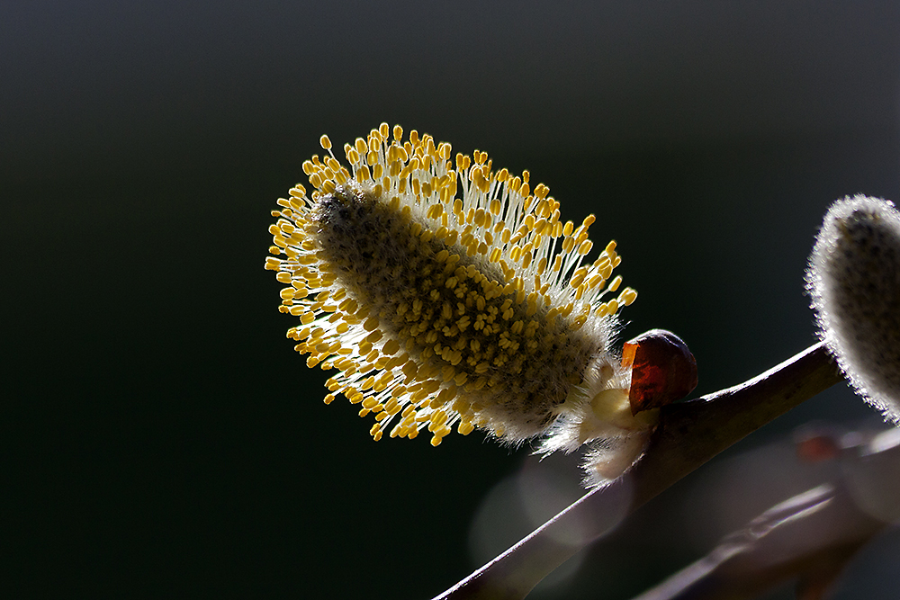 Frühling 2011 ...