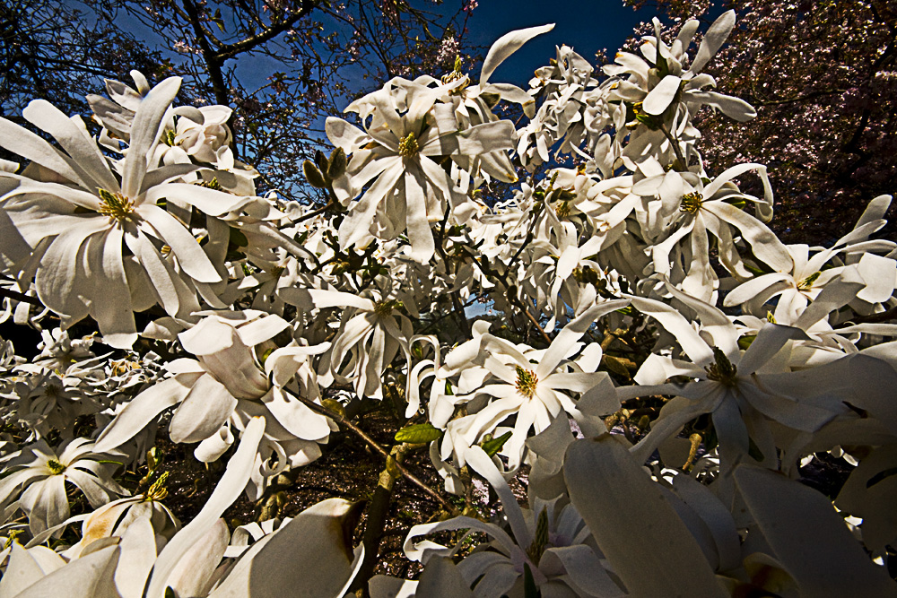 Frühling 2011 - I