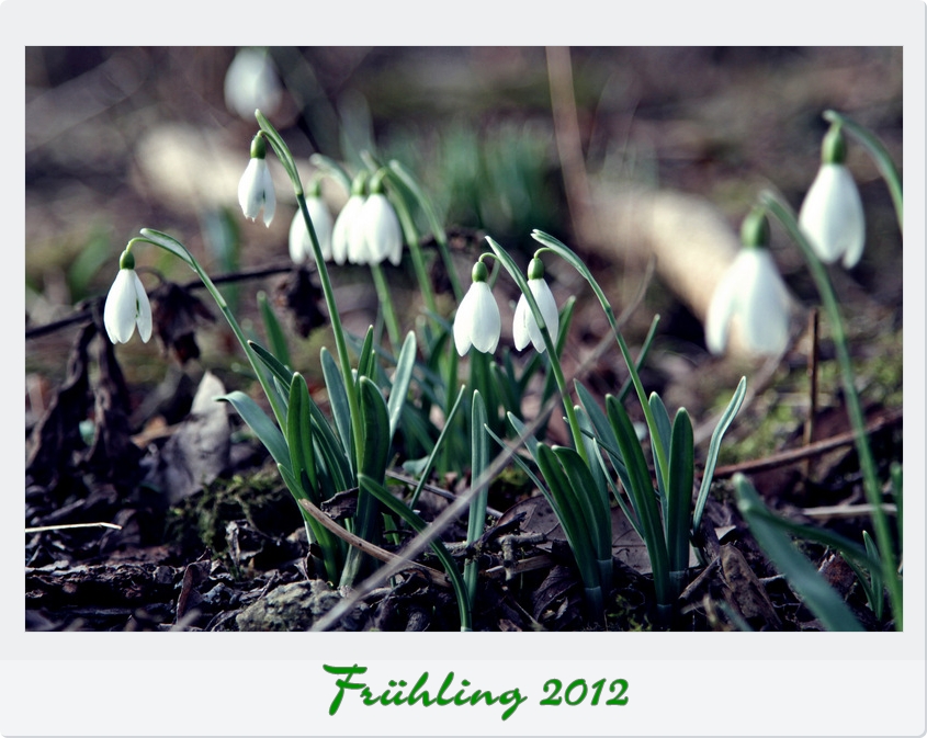 Frühling 2012