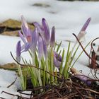 Frühling 2013 - Ankunft verspätet