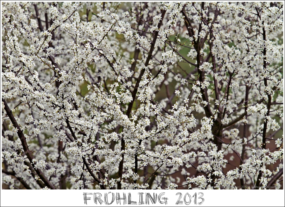 Frühling 2013