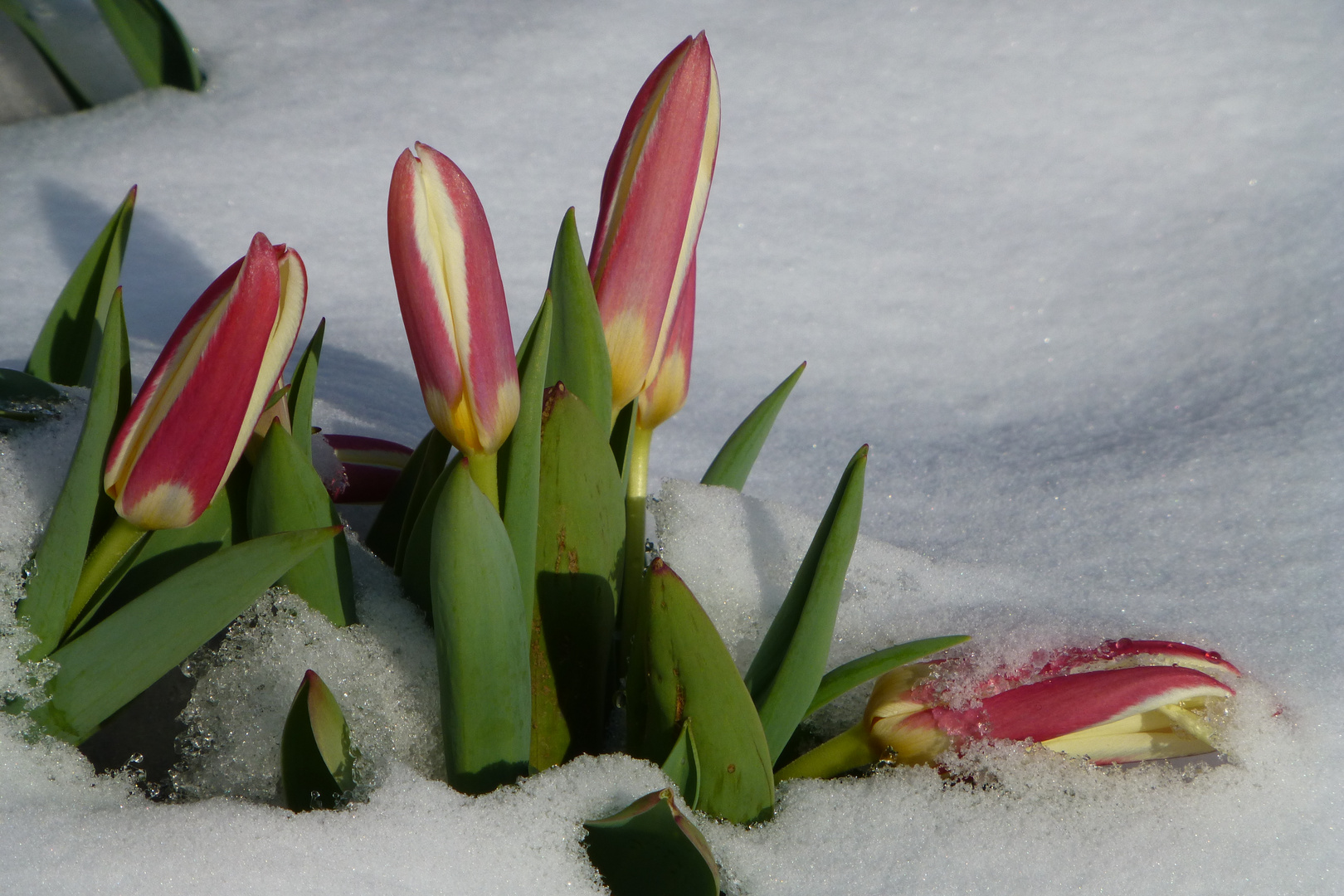 Frühling 2013....