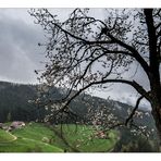 Frühling 2013 im Schwarzwald