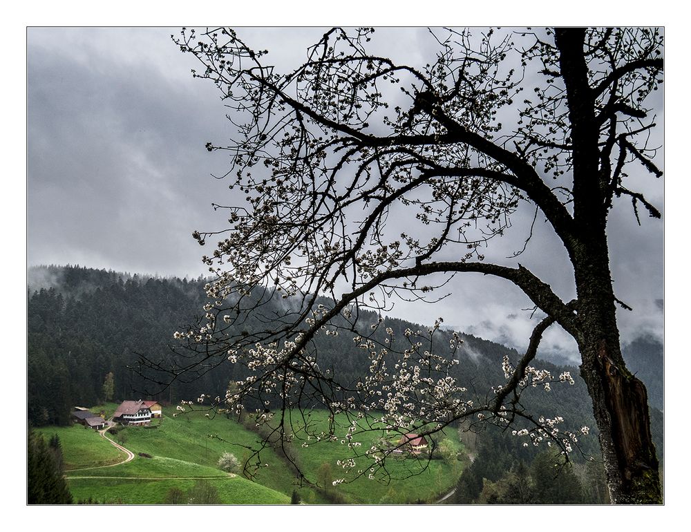 Frühling 2013 im Schwarzwald