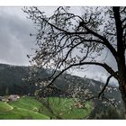 Frühling 2013 im Schwarzwald