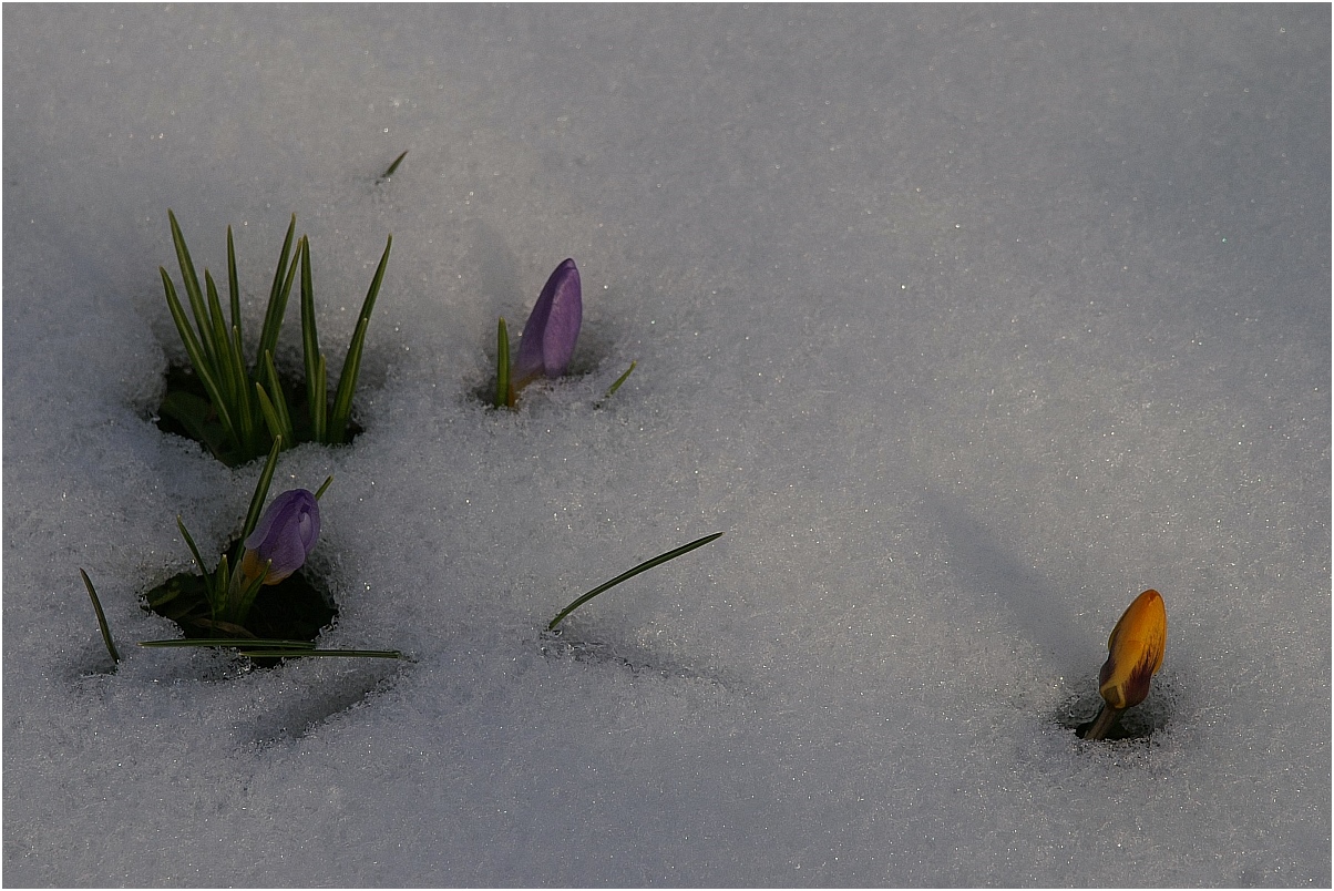 Frühling 2013 in Niedersachsen