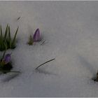 Frühling 2013 in Niedersachsen