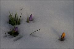 Frühling 2013 in Niedersachsen