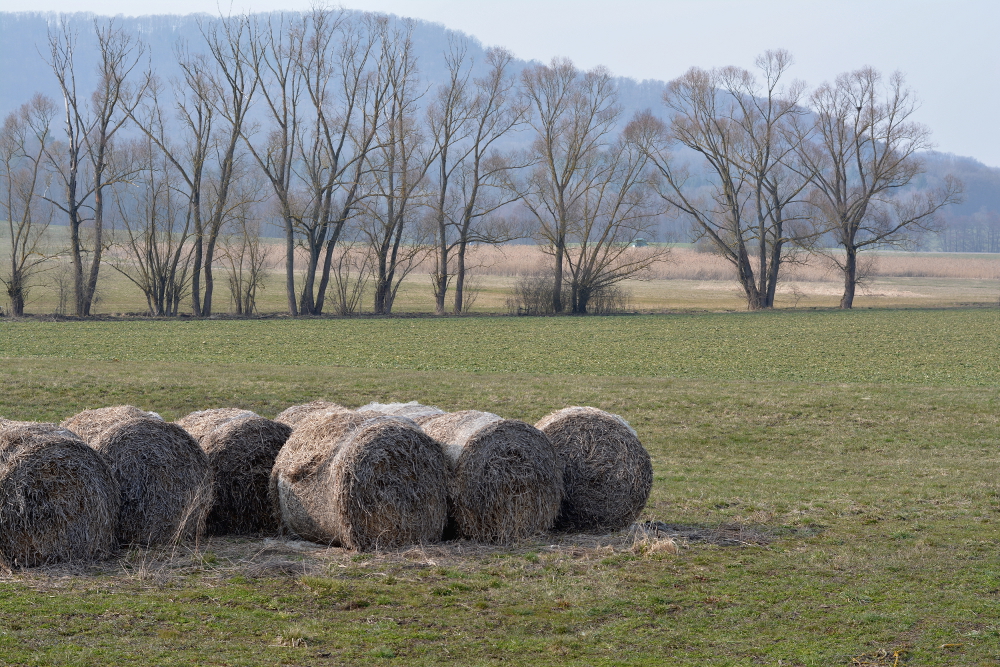 Frühling 2013 - Noch ist alles grau