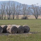 Frühling 2013 - Noch ist alles grau