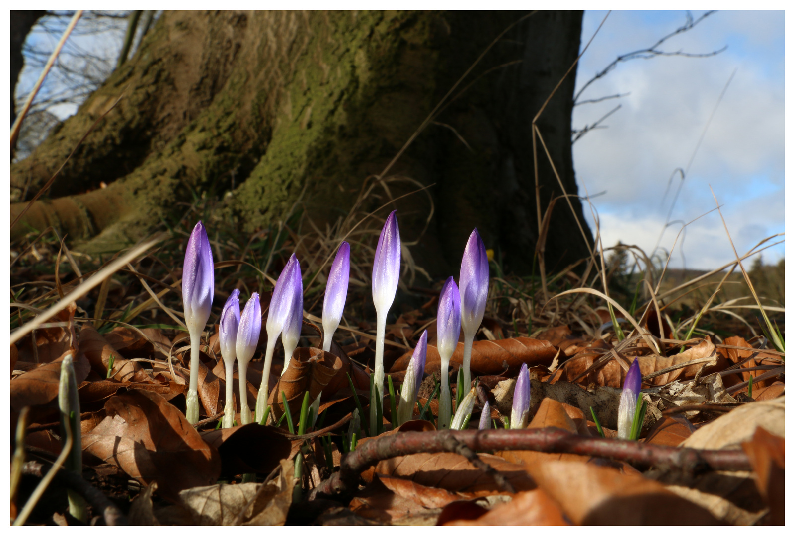 Frühling 2014 01-1