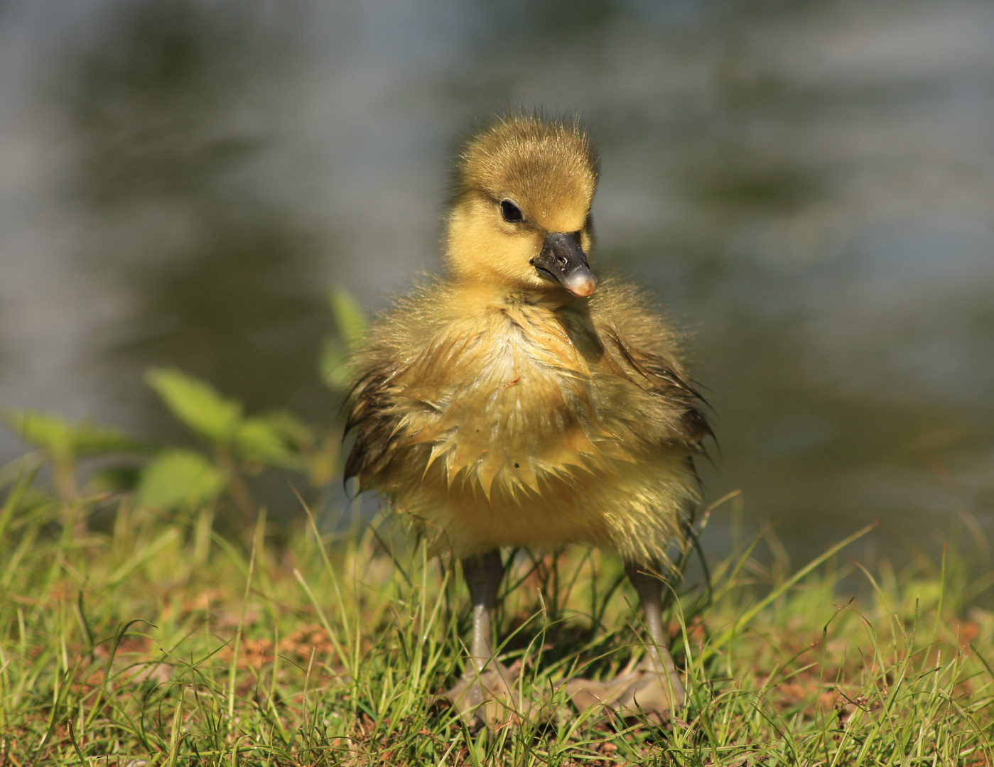 Frühling 2014