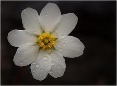 Frühling 2014