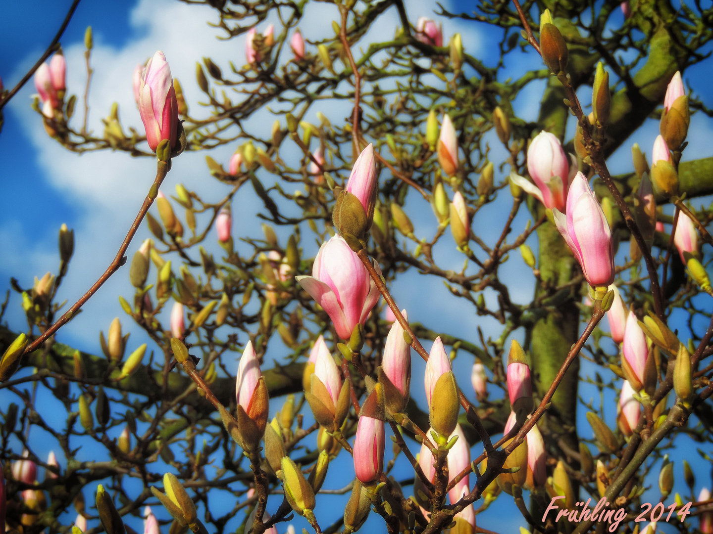 Frühling 2014-4