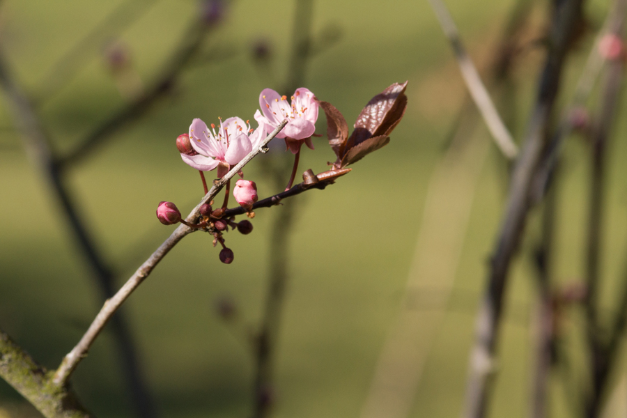 Frühling 2014