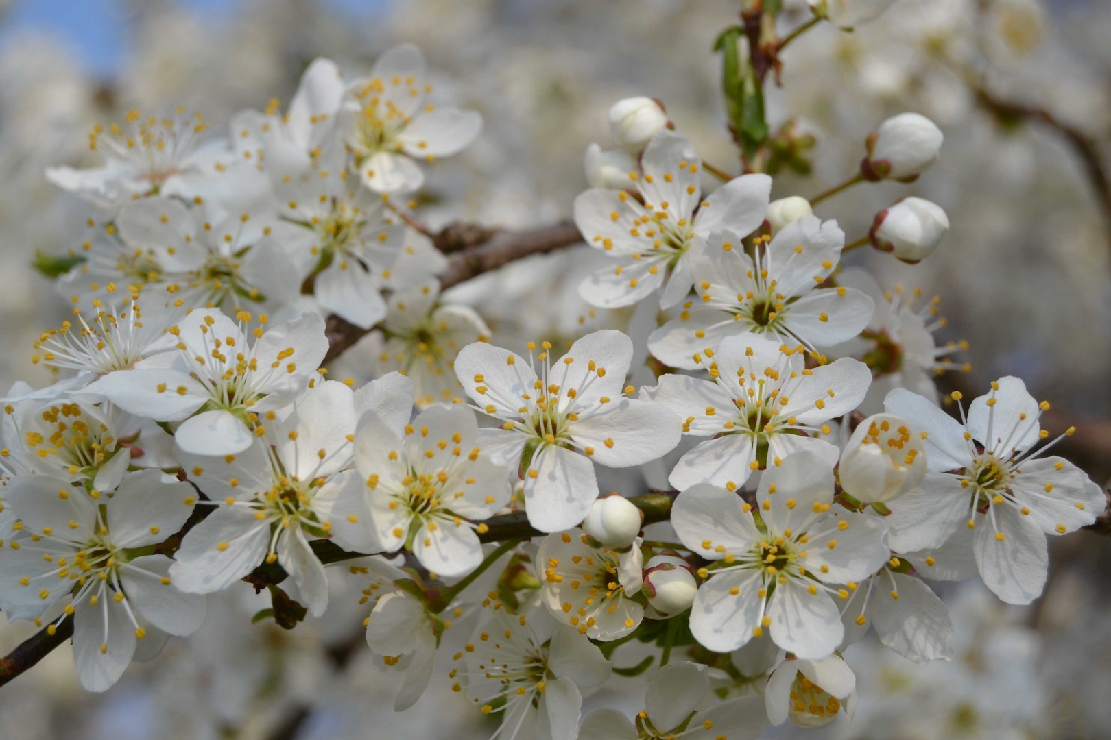 Frühling 2014