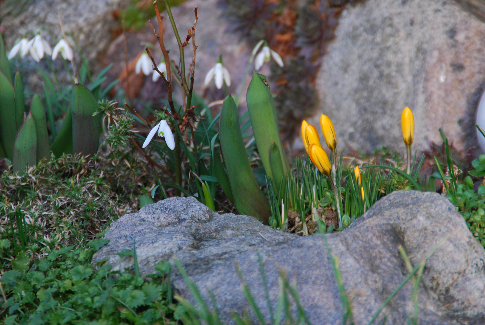 Frühling 2014