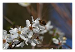 Frühling 2014