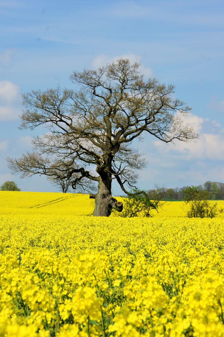 Frühling 2014 II