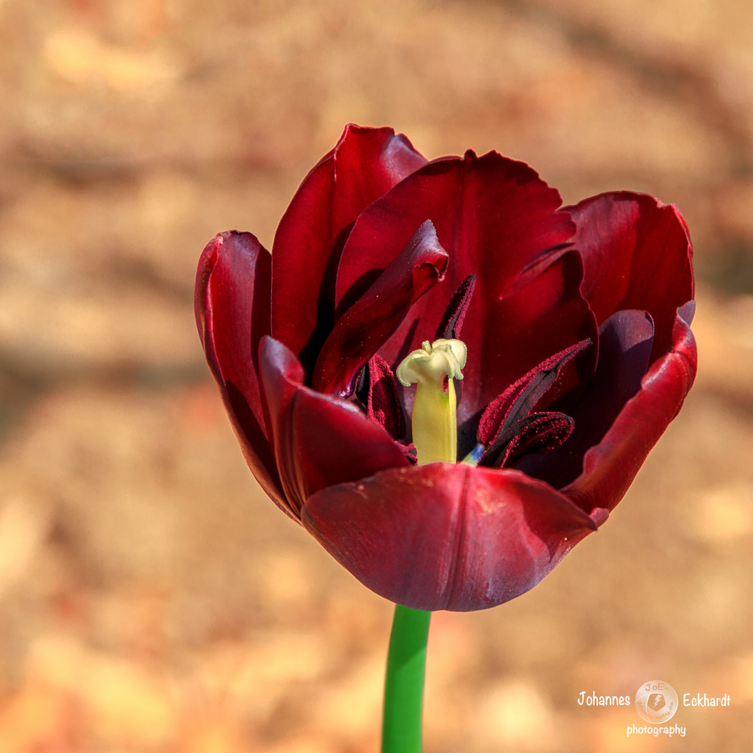 Frühling 2014 III