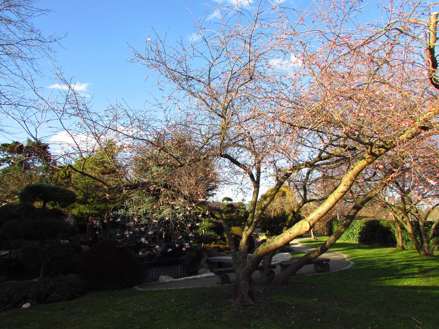 Frühling 2014 in Freiburg Japanischer Garten