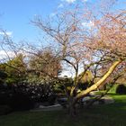 Frühling 2014 in Freiburg Japanischer Garten