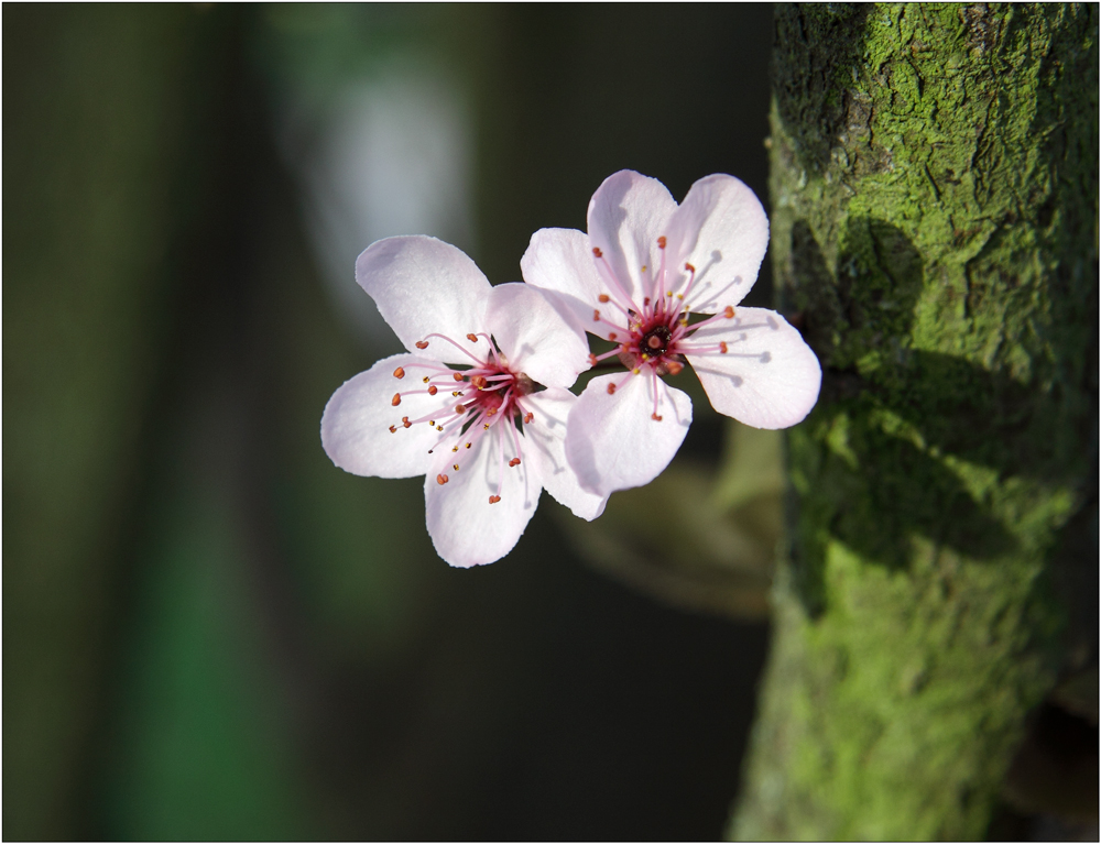 Frühling 2014_2