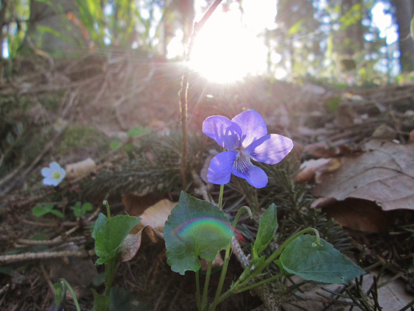 Frühling 2015