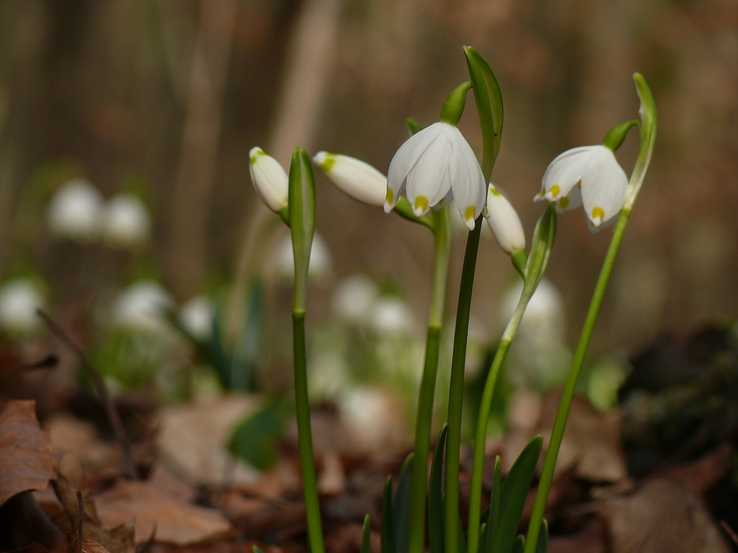 Frühling 2015