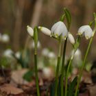 Frühling 2015