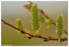 Frühling 2015 - Asch-Weide