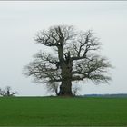 Frühling 2015.....