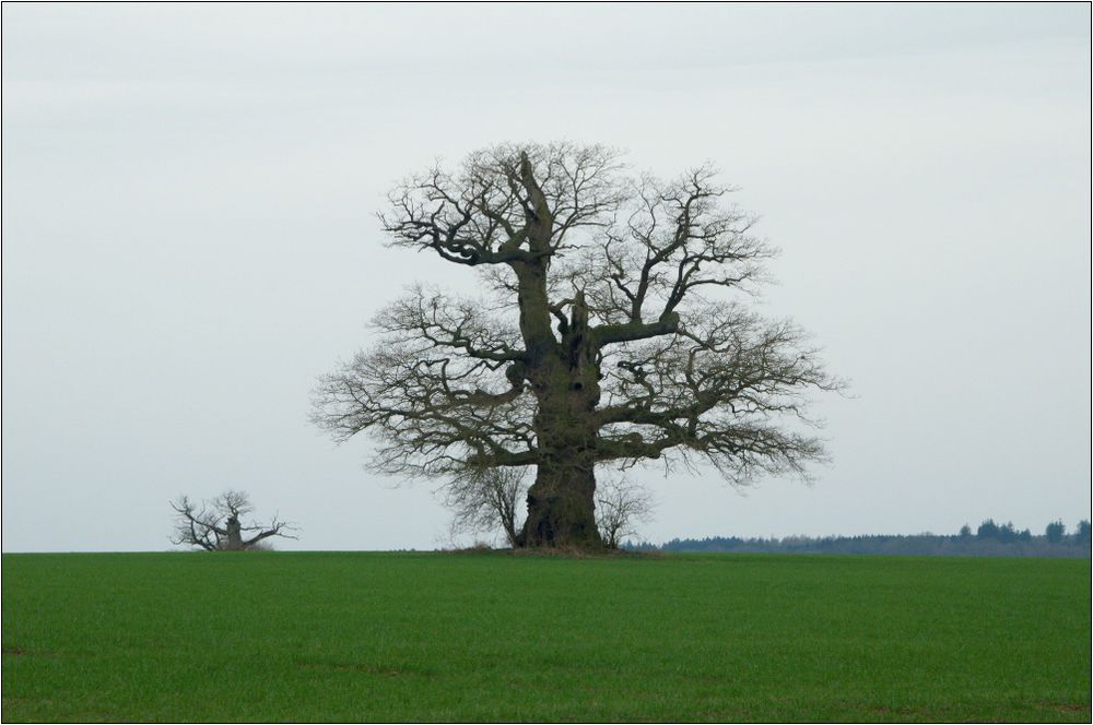 Frühling 2015.....