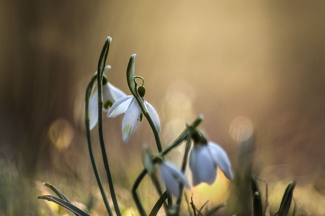 Frühling 2015