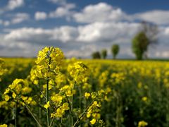 Frühling 2015 in NIedersachsen